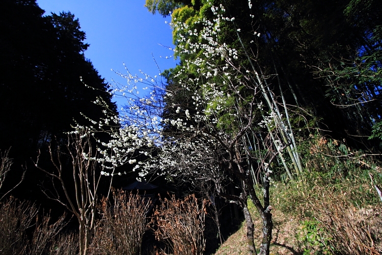 e0051888_224878.jpg