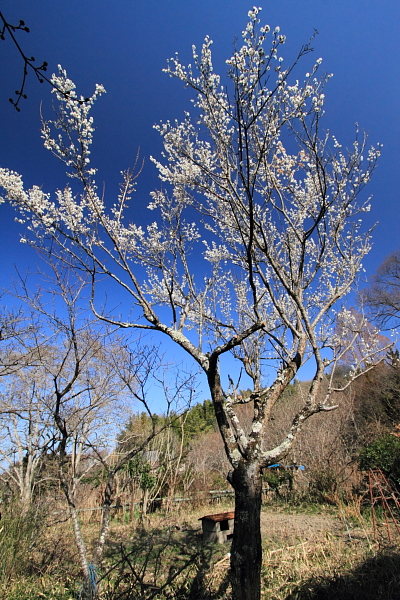 e0051888_2375645.jpg