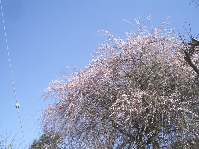 e0025300_16131083.jpg