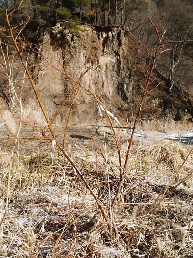e0196604_11561985.jpg