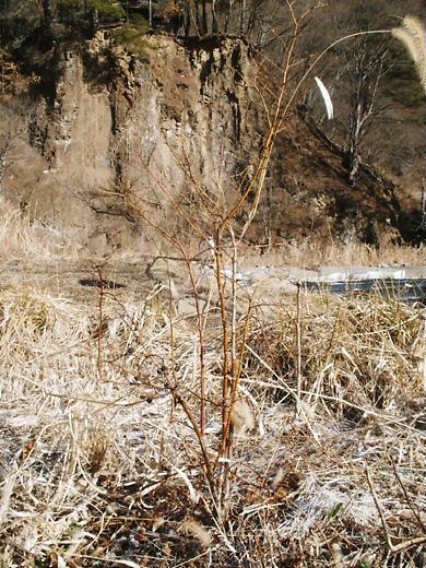 e0196604_11563135.jpg