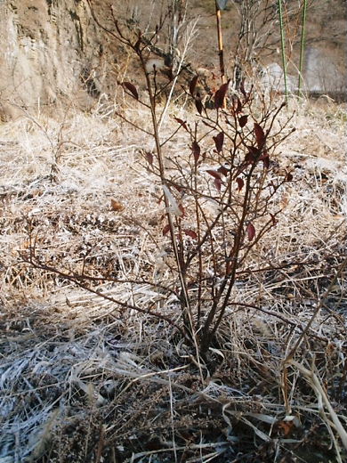 e0196604_11574090.jpg