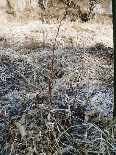 e0196604_11575683.jpg