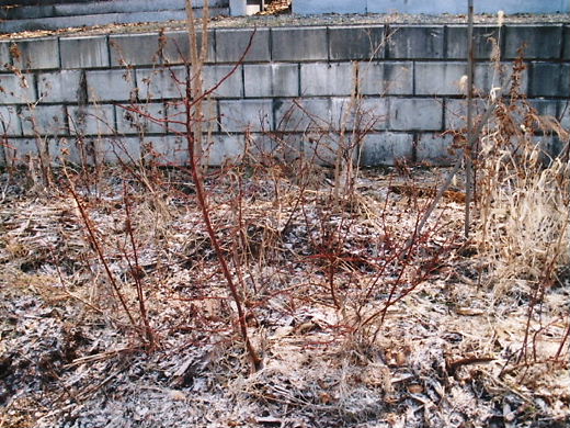 e0196604_1201799.jpg