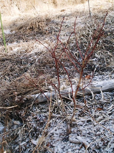 e0196604_121611.jpg
