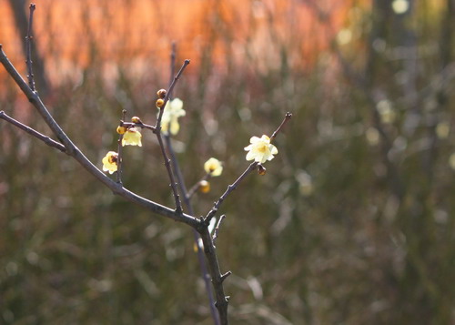 c0101713_15323377.jpg