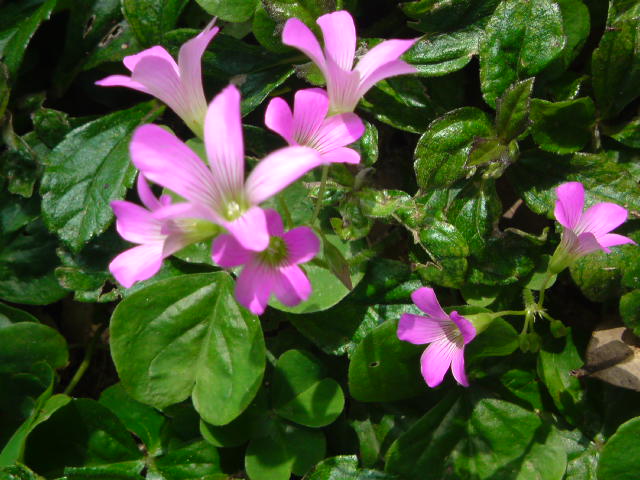 e0016828_13124246.jpg