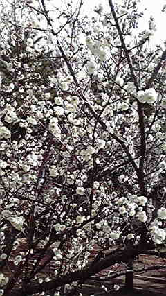 c0136736_17201377.jpg