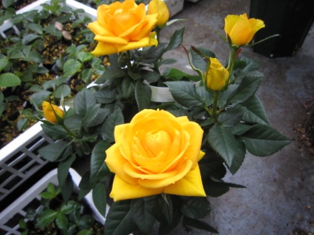 c0025140_2364134.jpg