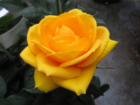 c0025140_236481.jpg