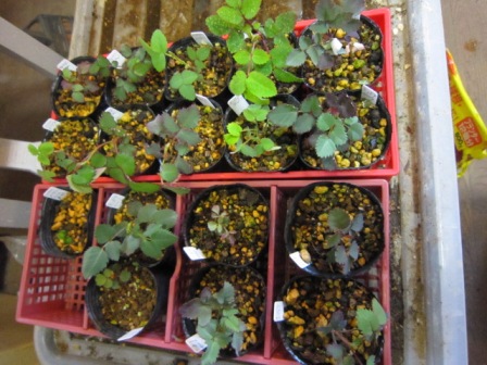 c0025140_2365627.jpg