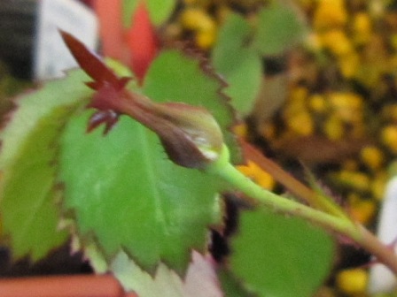 c0025140_237204.jpg
