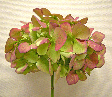 a0001354_2205984.jpg