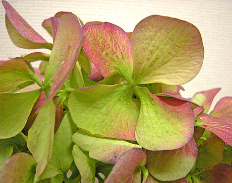 a0001354_222555.jpg