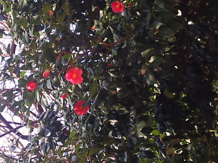 e0126054_21263965.jpg