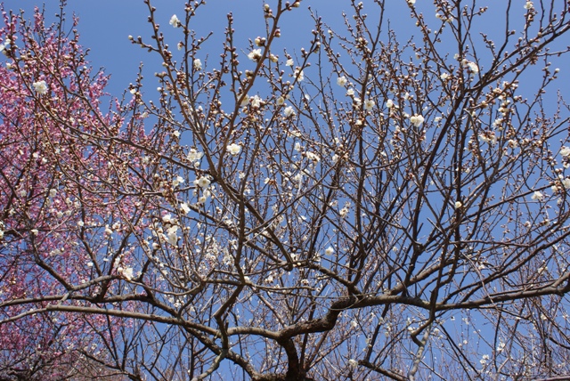 a0091666_11441867.jpg