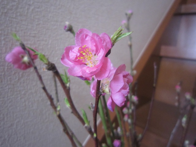c0202870_8171380.jpg