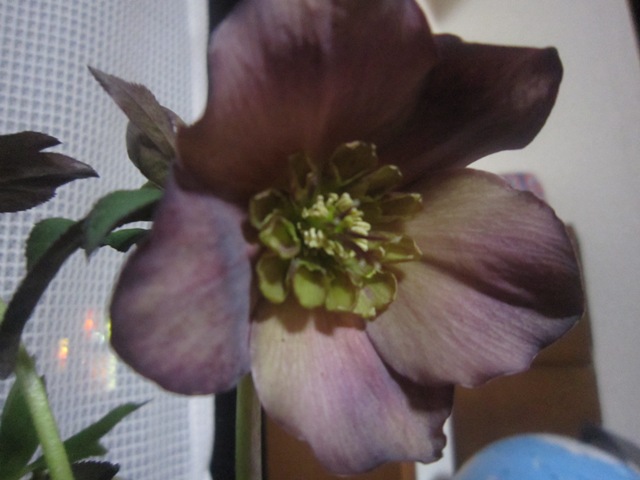 c0202870_853049.jpg