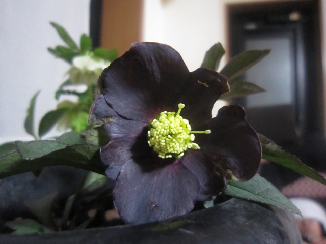 c0202870_87627.jpg