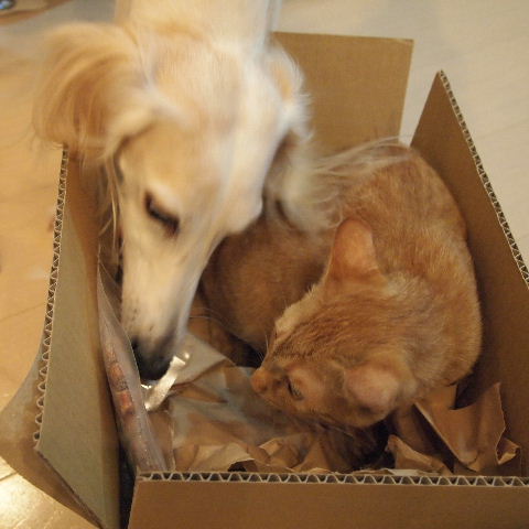 e0003270_22375562.jpg