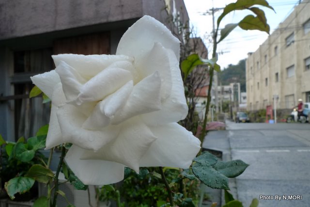 b0115085_1553063.jpg