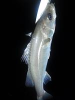 f0069890_065421.jpg