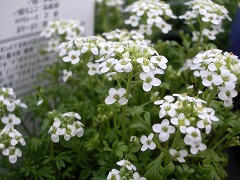 c0190010_20573662.jpg