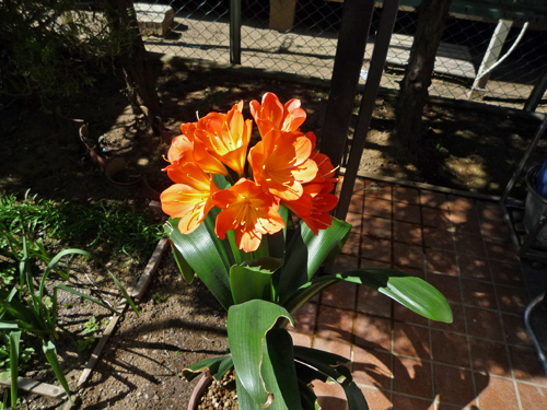 b0045357_12395795.jpg