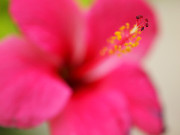 b0138768_10275455.jpg