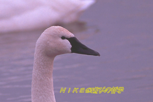 e0000968_83906.jpg