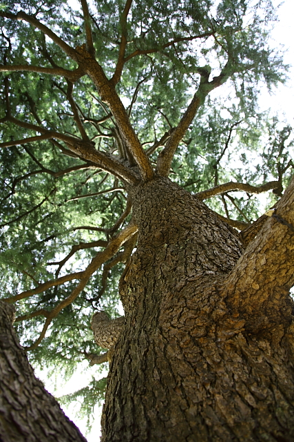 e0117503_1753933.jpg