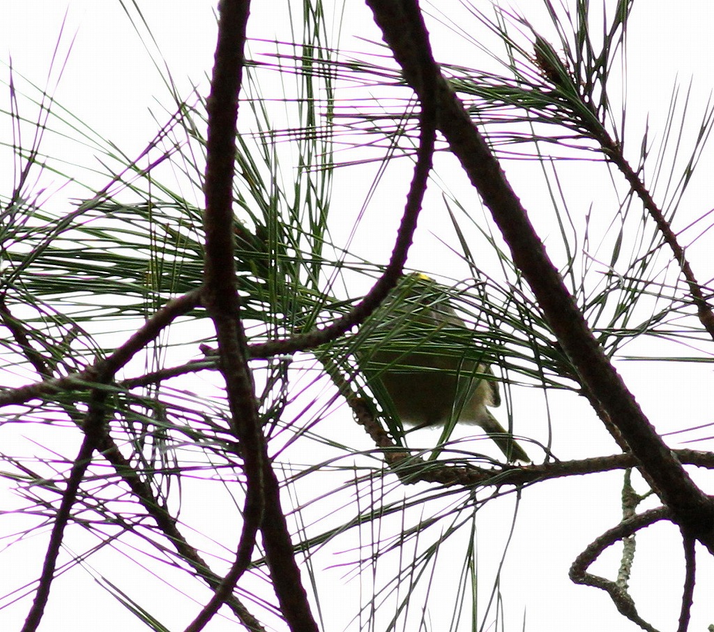 c0213607_1972465.jpg