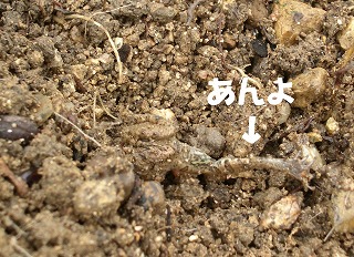 c0190010_20384932.jpg