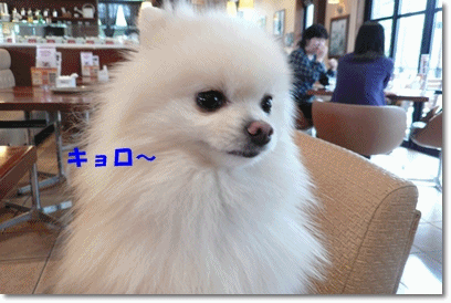 b0167519_94647.gif