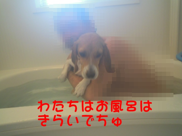 c0166622_1322777.jpg