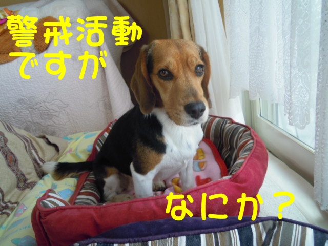 c0166622_1352264.jpg