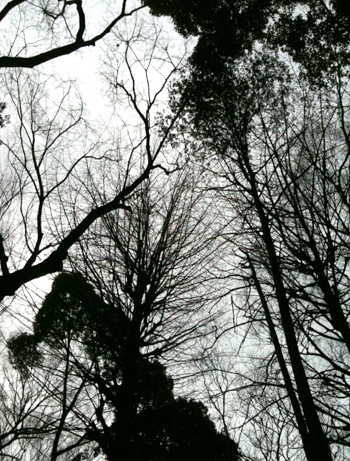d0179338_20222448.jpg