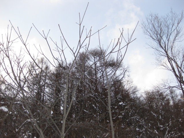 c0117239_10204096.jpg