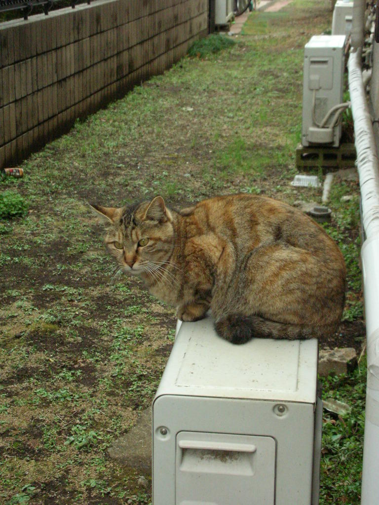 c0228356_1546420.jpg