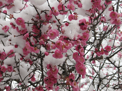 b0159780_732235.gif
