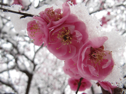 b0159780_7484046.gif