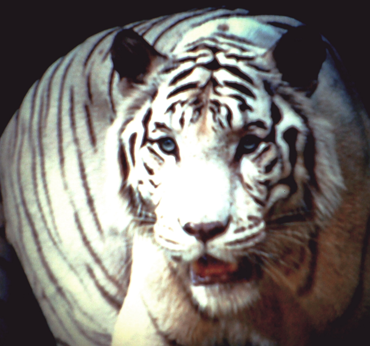 a0157704_23595543.jpg