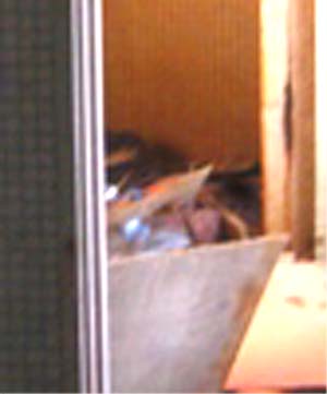 e0103408_15465365.jpg
