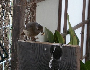 c0190010_1554249.jpg