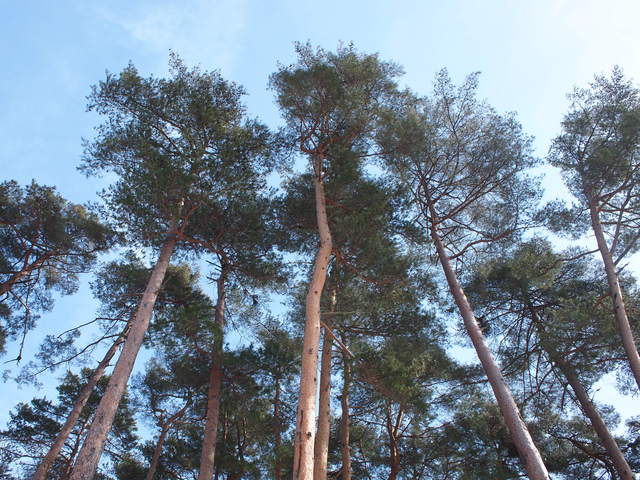 f0185920_3425666.jpg