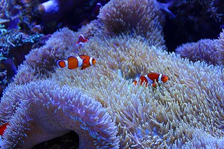 c0137145_13225313.jpg
