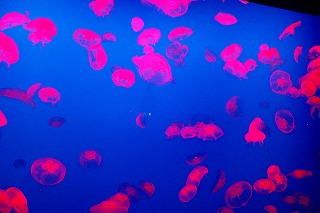 c0137145_13243295.jpg