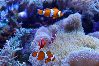 c0137145_13251235.jpg