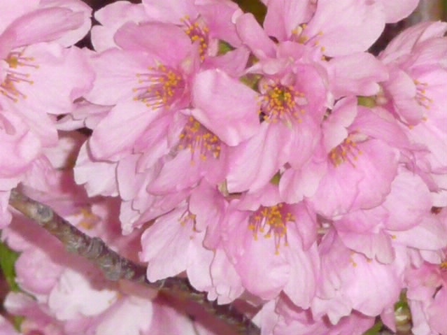 f0198253_2345334.jpg