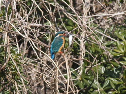 f0208666_11343890.jpg